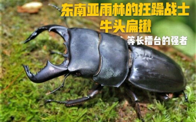 东南亚雨林的狂躁战士牛头扁锹