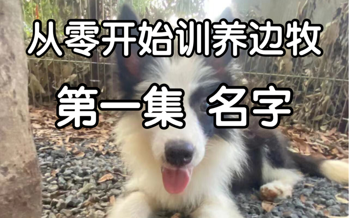 从零开始训养边牧 第一集 名字哔哩哔哩bilibili