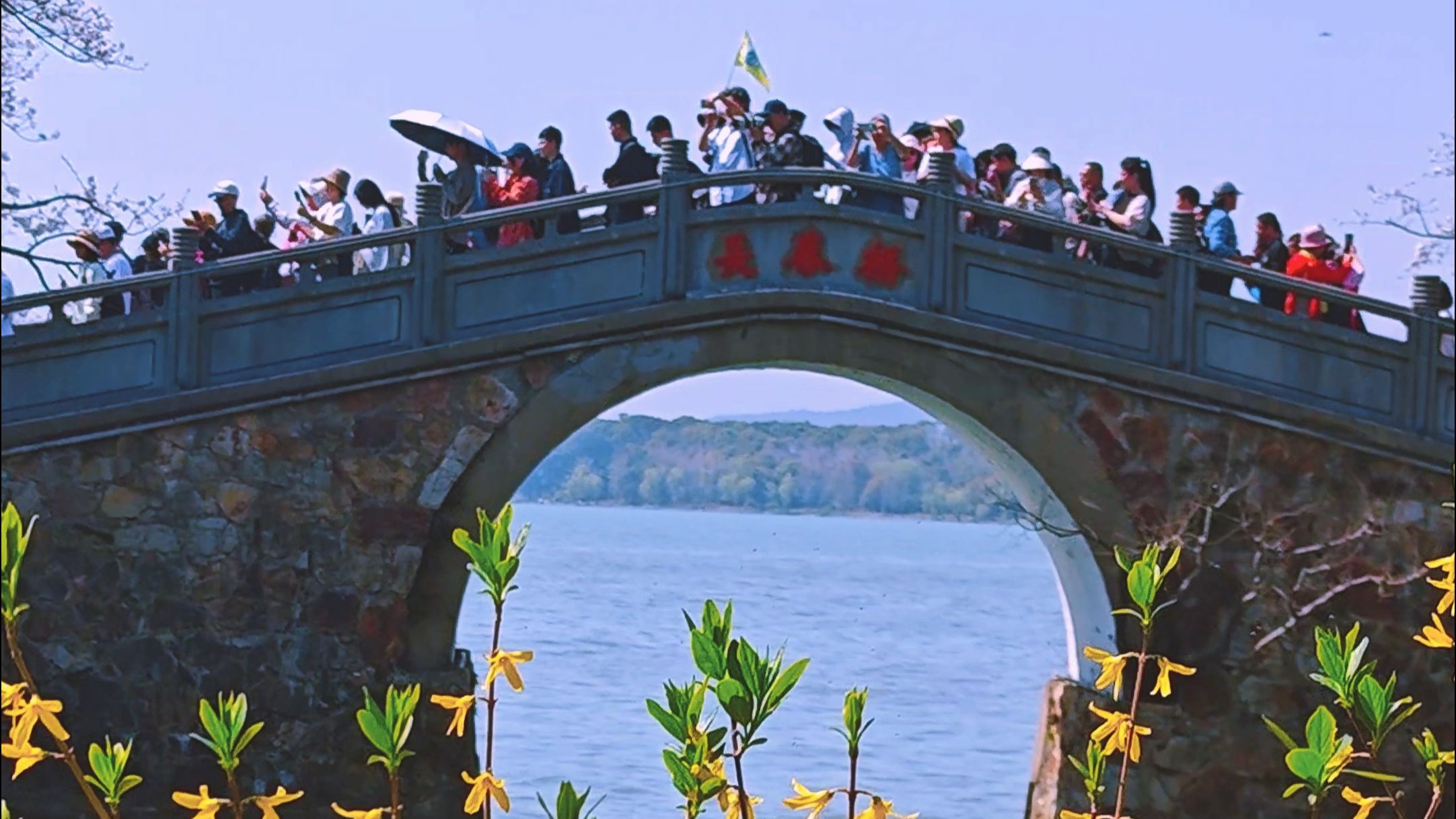 无锡鼋头渚樱花季 长春桥