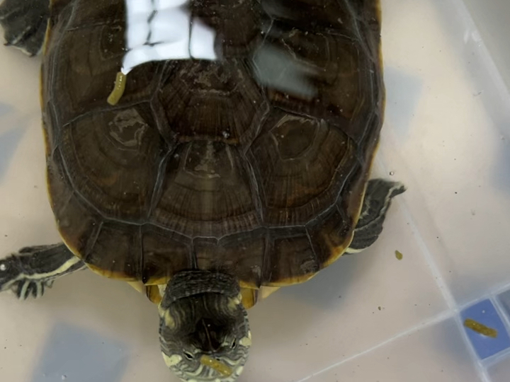 我的中美彩龜 她叫melusina