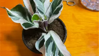 荷兰进口白油画竹芋 哔哩哔哩 Bilibili