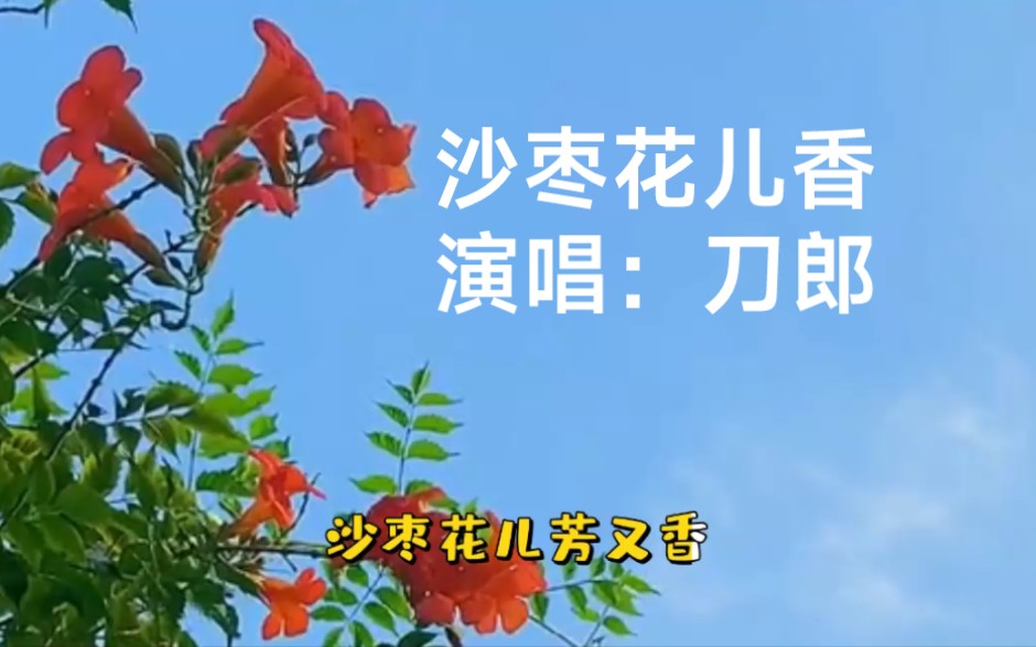 [图]一首由刀郎演唱的歌曲《沙枣花儿香》