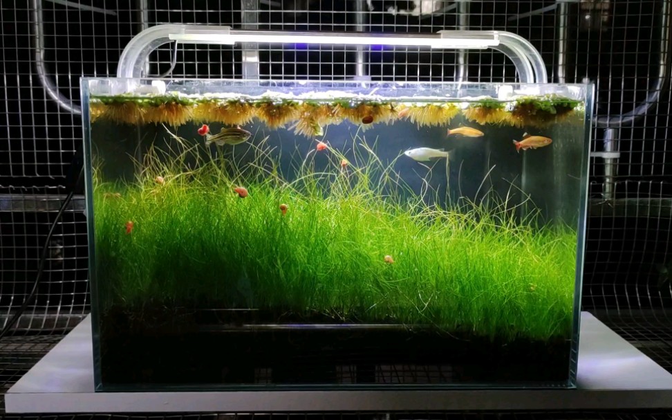 牛毛草缸晚上开灯效果