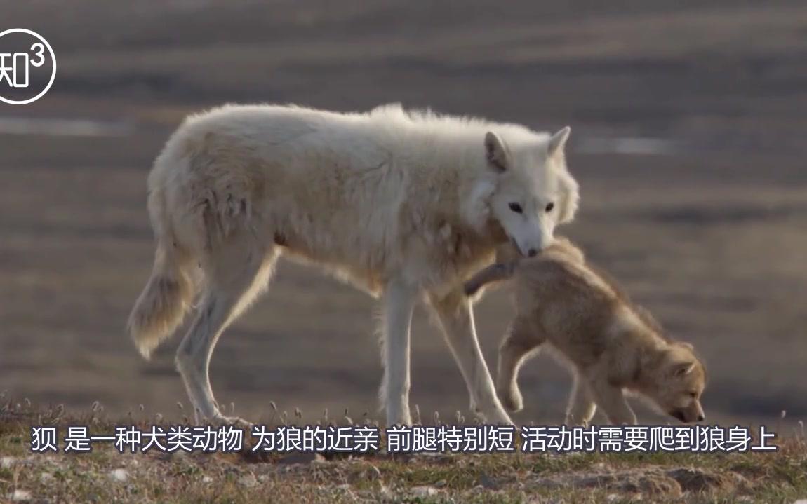 [图]人们常说狼狈为奸，那么“狈”到底是一种什么动物呢？今天才知道