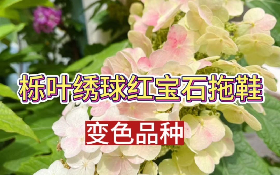 红宝石会变色(红宝石变色效应)