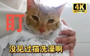 Download Video: 猫猫的洗澡视频