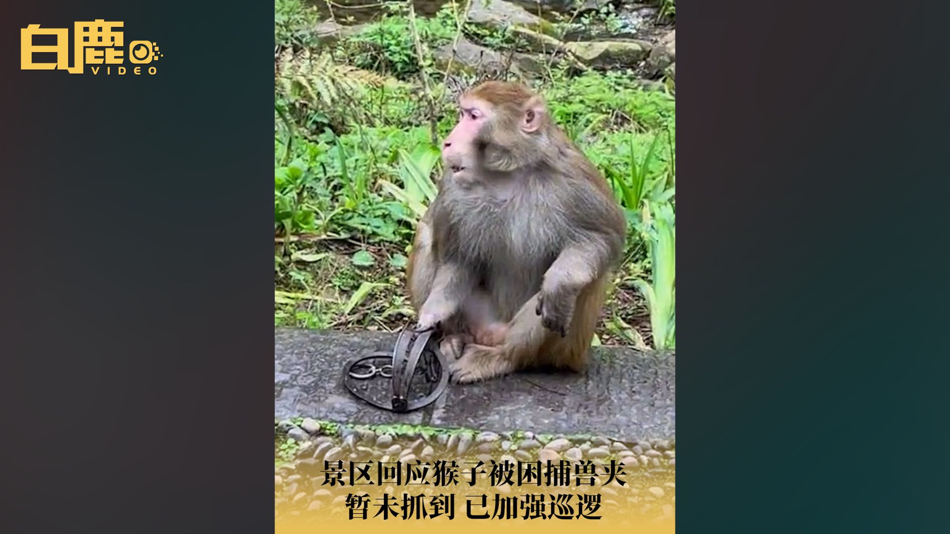 张家界景区回应有野猴被困捕兽夹