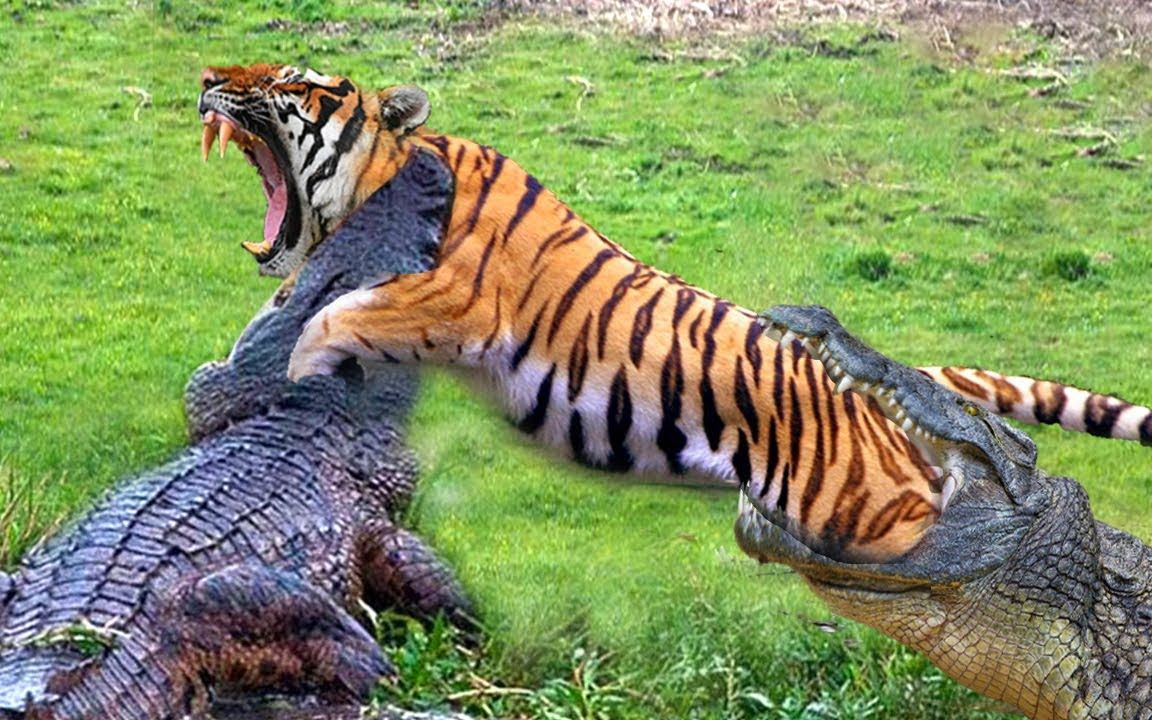 老虎捕食鳄鱼图片