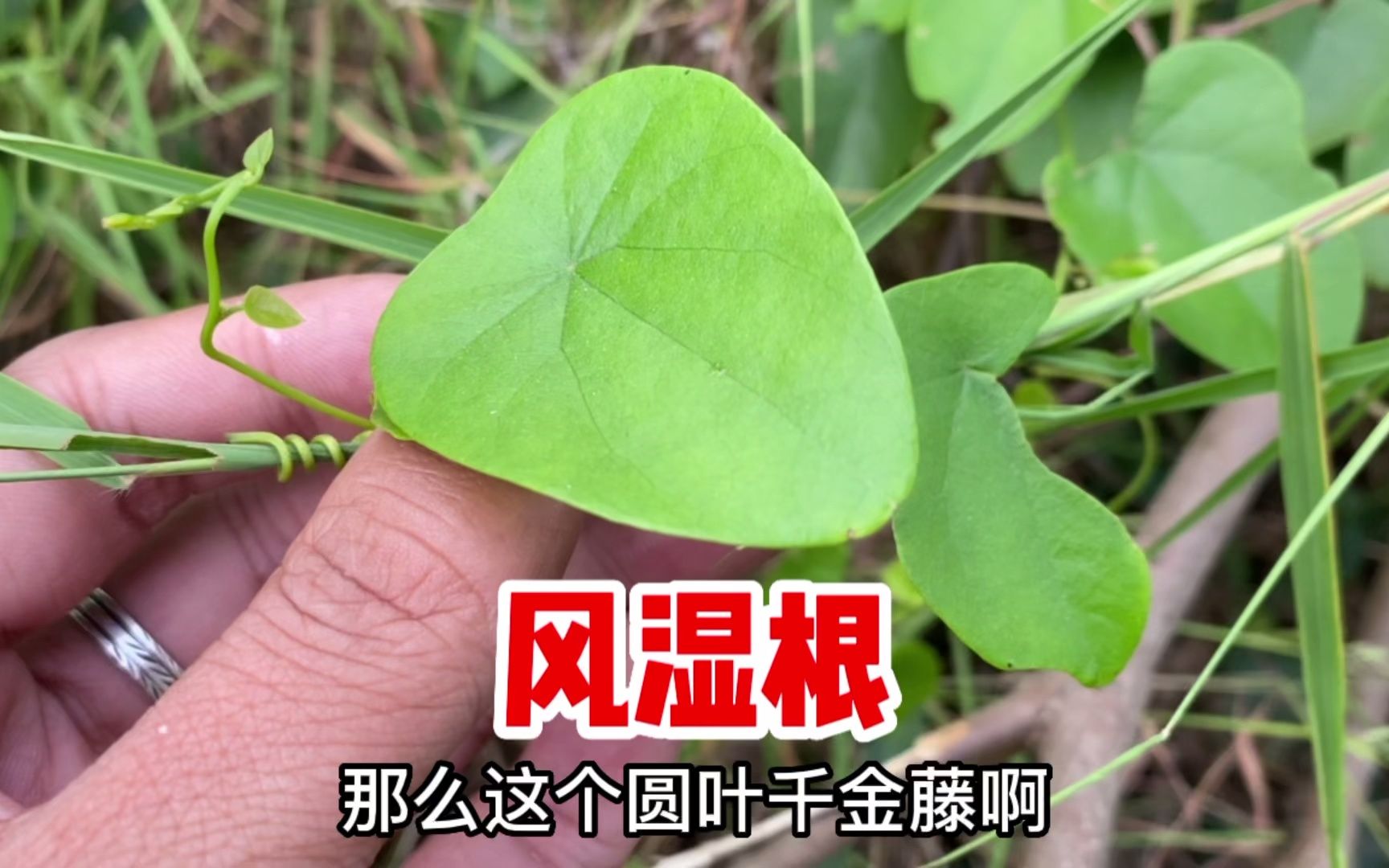 粪箕笃功效(粪箕笃:清洁卫生神器,家庭必备)