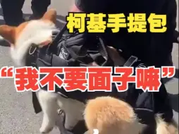 Download Video: “我不要面子嘛”柯基警犬福仔解锁手提包巡逻方式