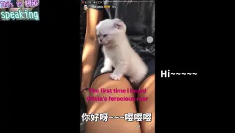 【霉霉TaylorSwift的猫Olivia&Meredith ins中字合集】