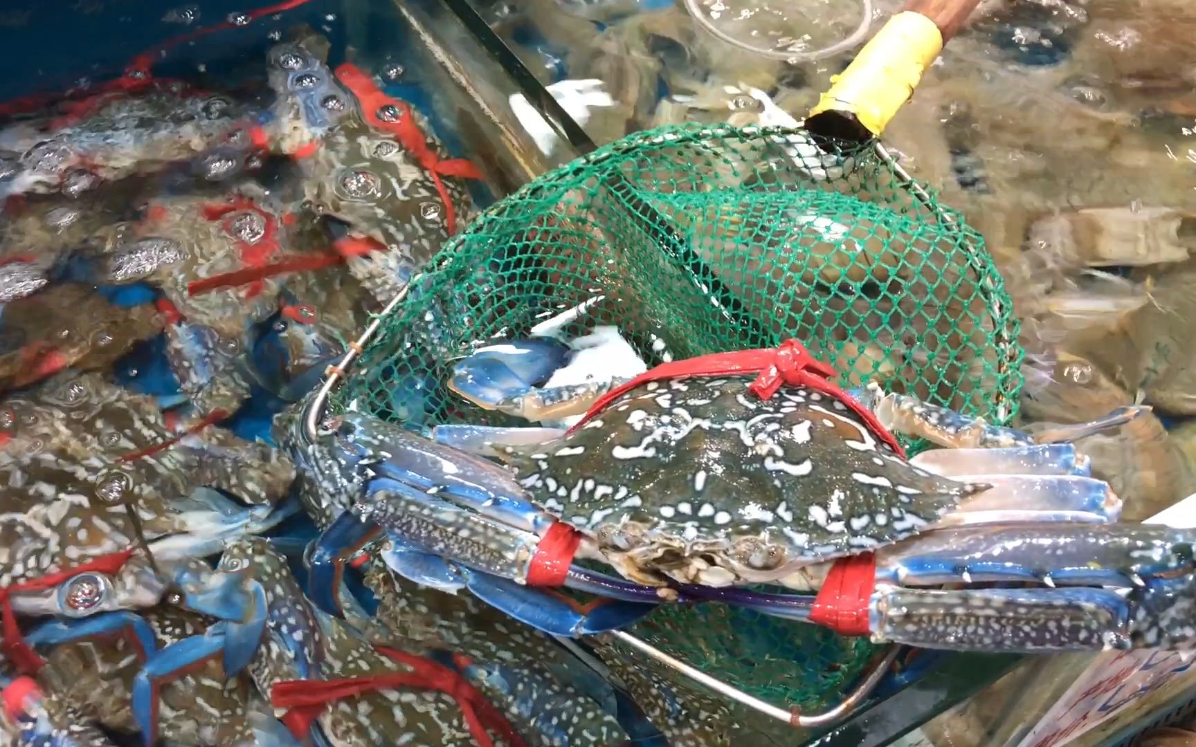 北海的红沙海鲜城品种真多,生猛新鲜,好想买来吃个够_哔哩哔哩_bili