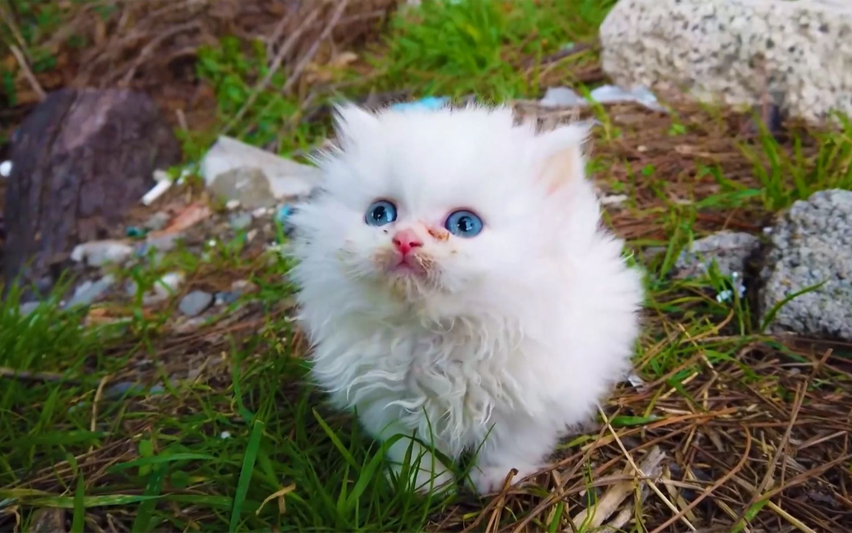 路边偶遇一只小奶猫,不仅颜值特别高,还会主动向路人寻求帮助!