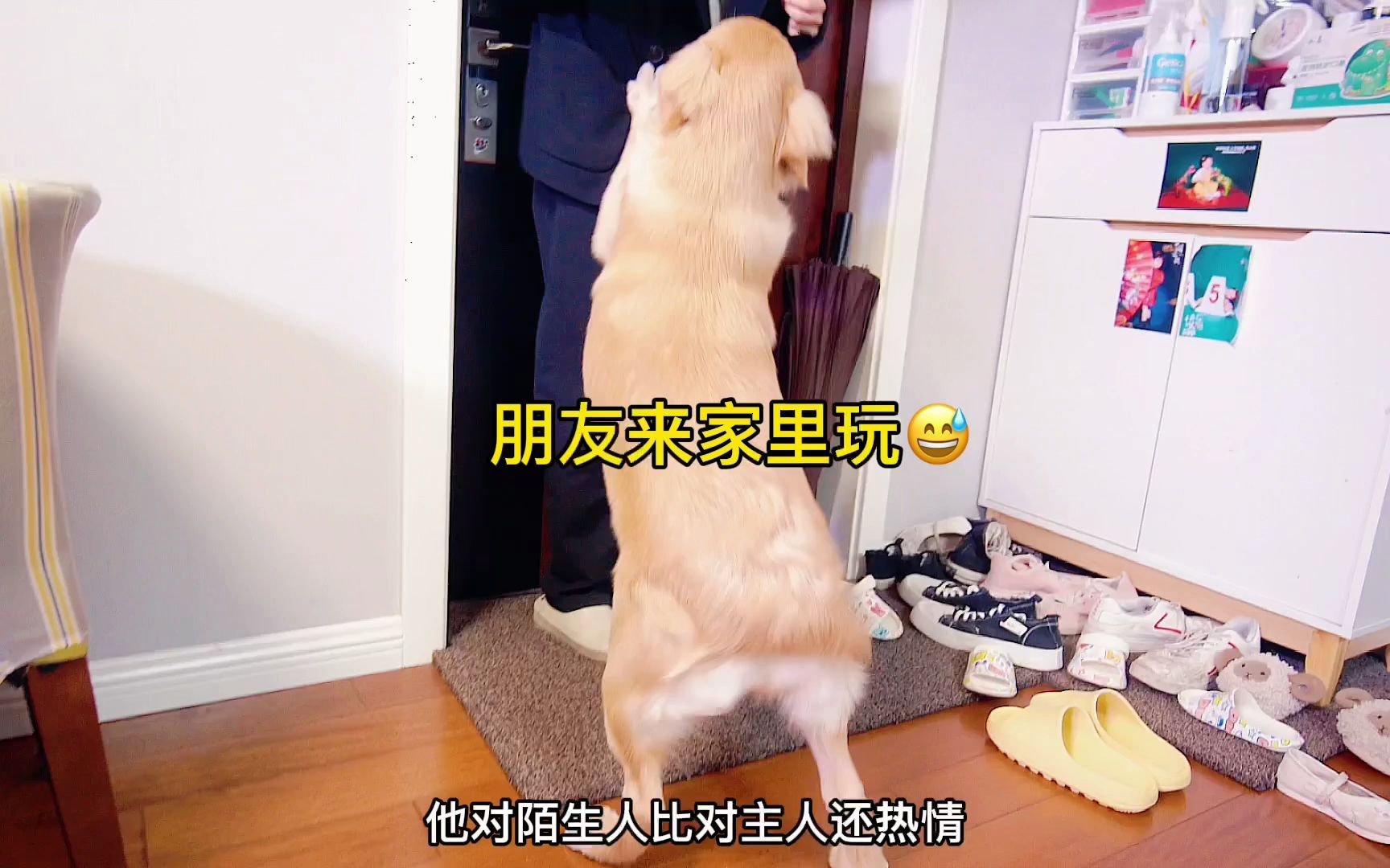 为什么不要养金毛犬?哔哩哔哩bilibili