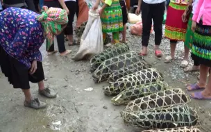 Tải video: 闲逛山村的集市，这里的猪仔用竹笼装着卖，还有各种农家产品！