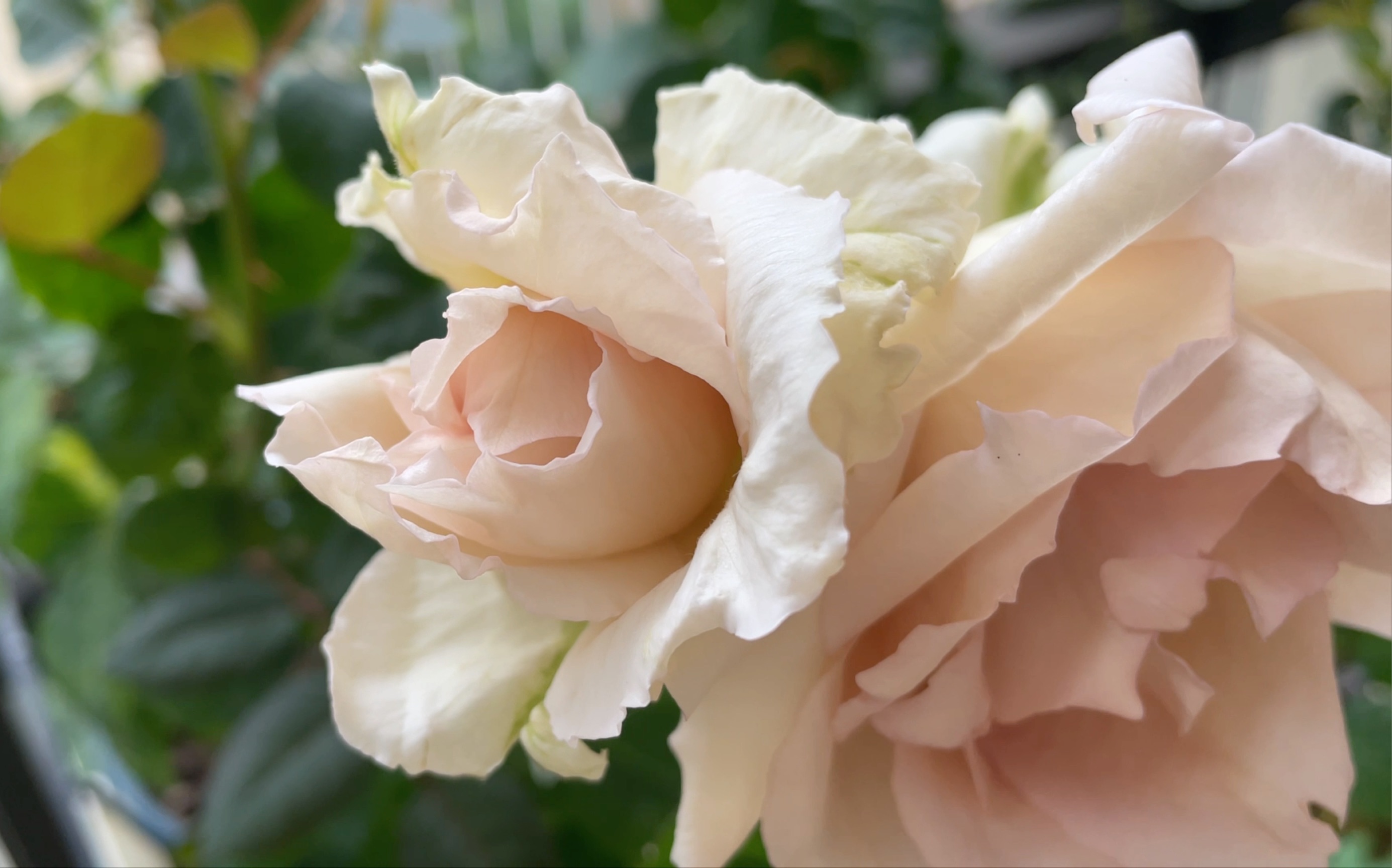 月季|大地天使亚列尔:根接,小苗初开