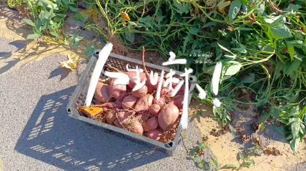 [图]农民真辛苦，大家要爱惜粮食。