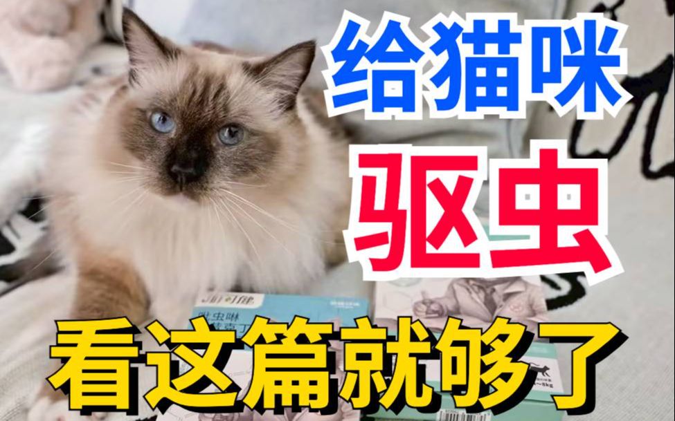 小白养猫|猫咪驱虫药如何选?哔哩哔哩bilibili