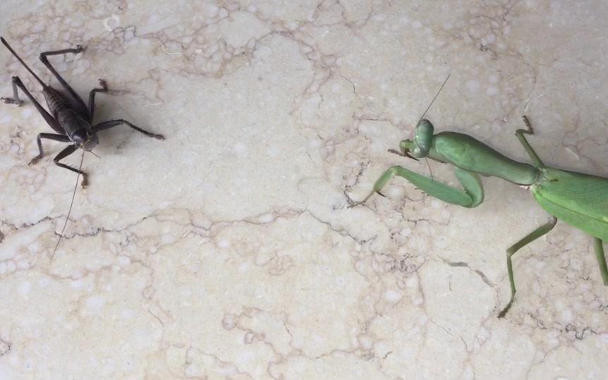 转宽背斧螳秒杀蝈蝈