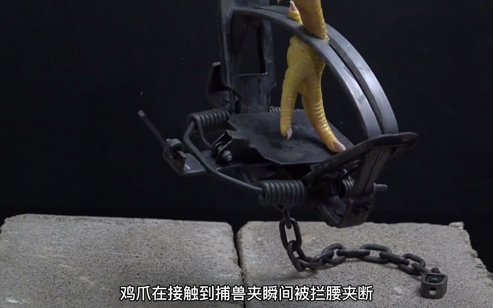 捕兽夹的威力到底有多恐怖,几个实验告诉你