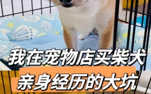 Download Video: 我在宠物店买柴犬亲身经历的大坑