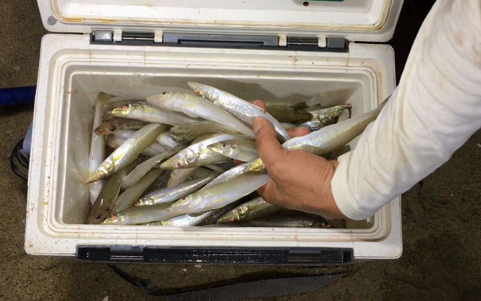 閒牛灘釣遇到金鱗沙尖魚群一次幾條狂拉不停這樣的海釣才過癮