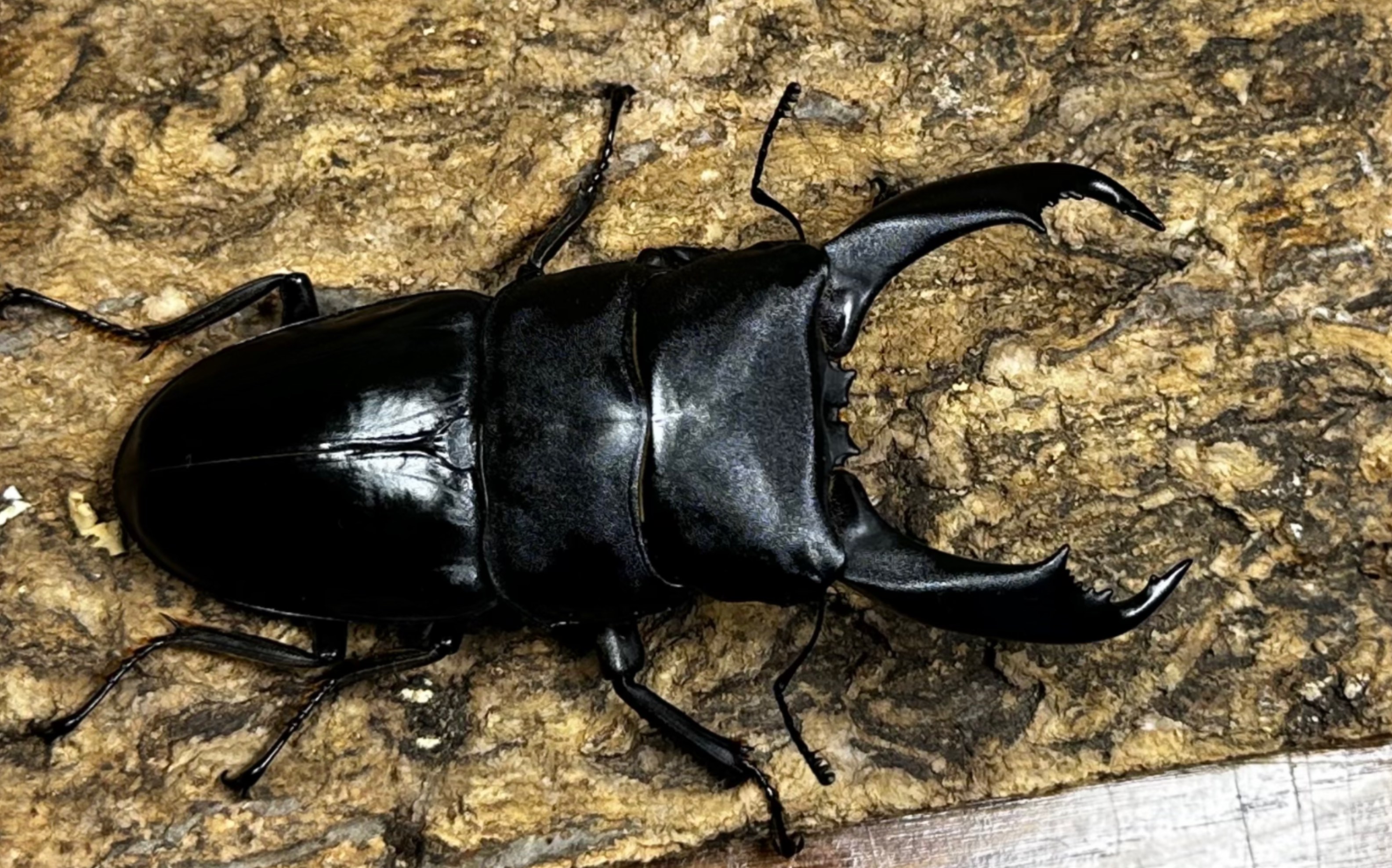 重新认识一下这个小家伙99 帝王巨扁