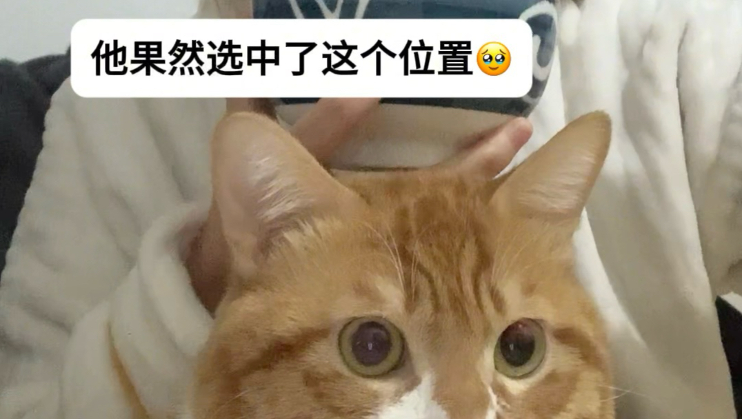 “这里要是有只猫就好了”