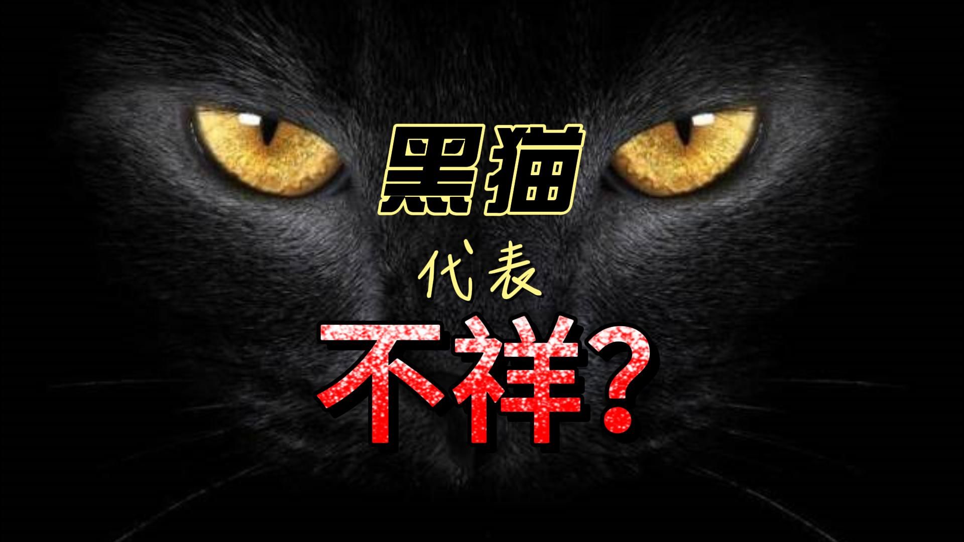 黑猫真的代表不详吗?哔哩哔哩bilibili