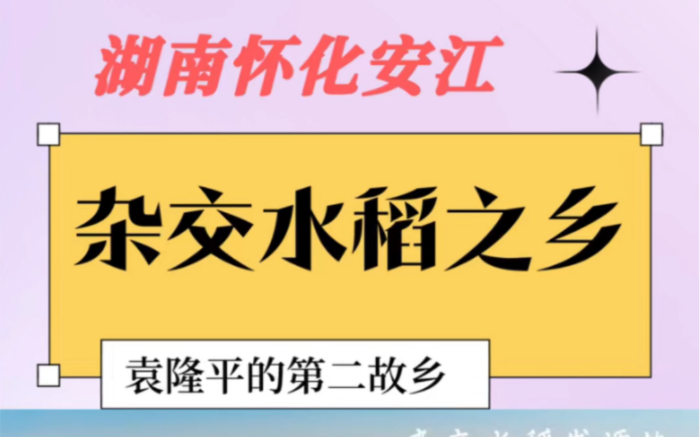 袁隆平的第二故乡——『杂交水稻发源地』湖南怀化安江哔哩哔哩bilibili