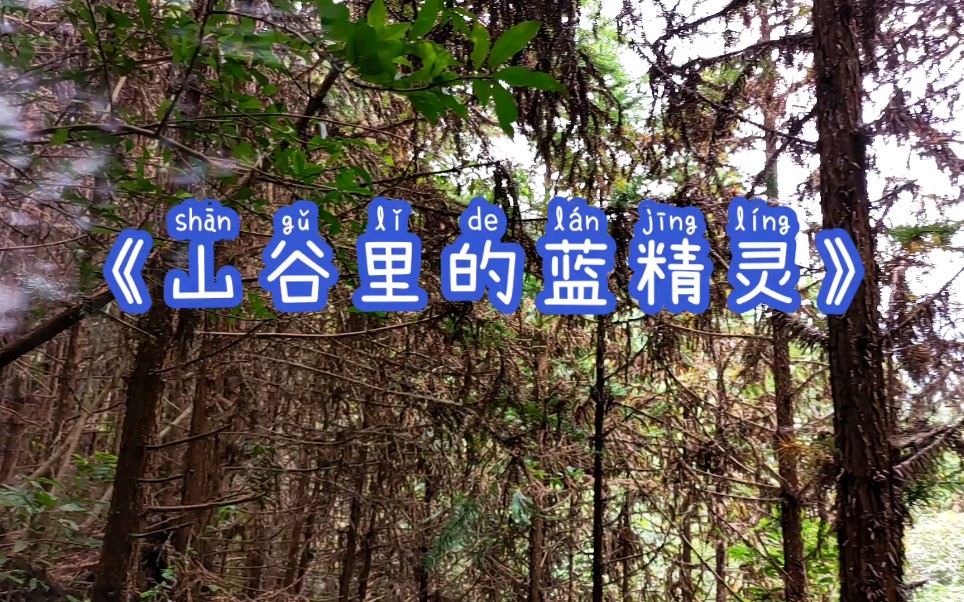 真的有蓝色的叶子山里的蓝精灵翠云草巻柏属的一种因为生长在树荫下