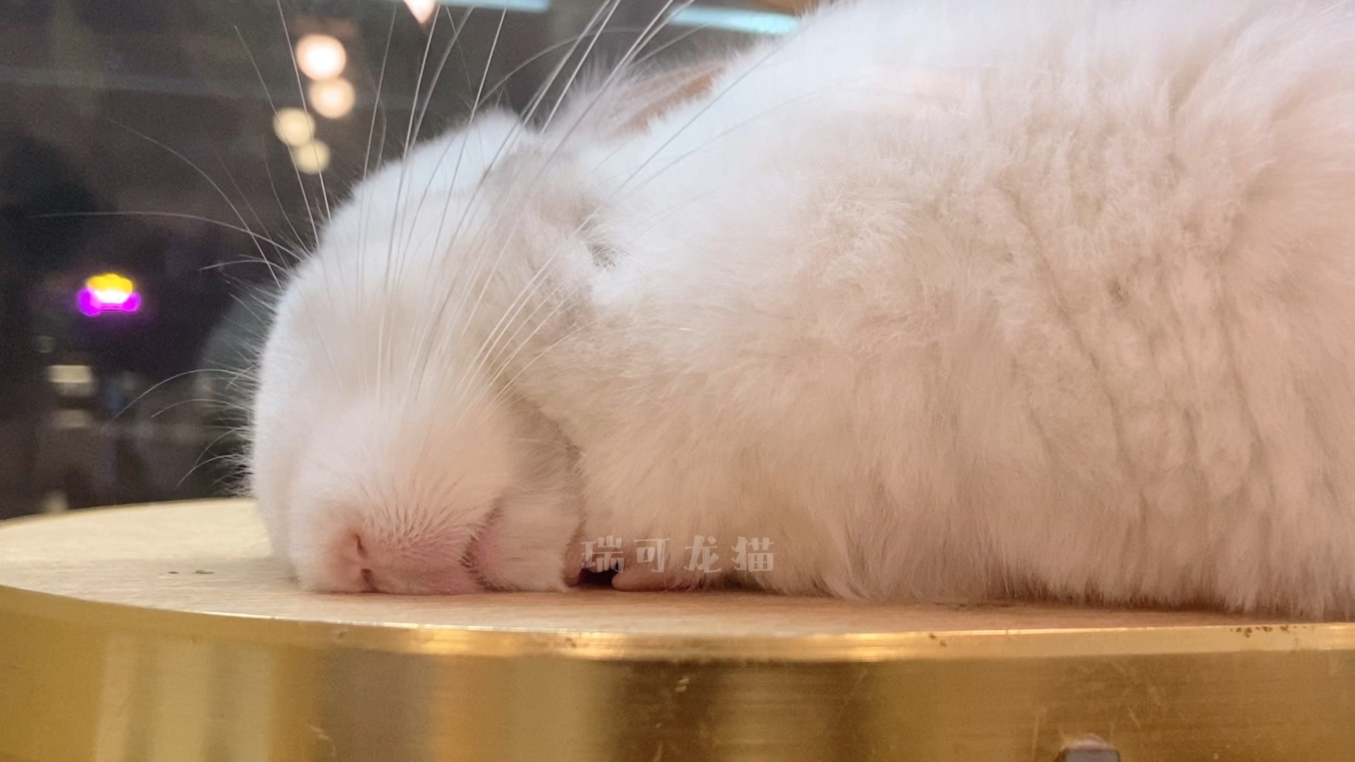 龙猫睡姿大赏2.0版本 躺着睡