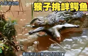 Download Video: 猴子在树上不断挑衅鳄鱼，鳄鱼直接把它吞了。