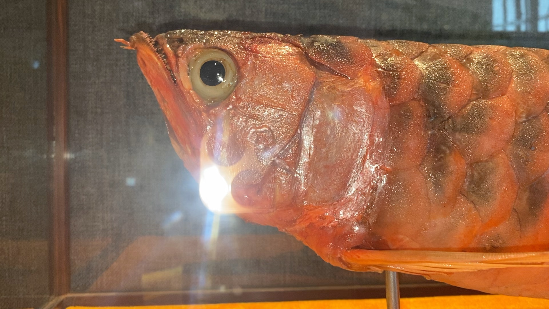 住酒店发现一枚龙鱼标本我想老板是位爱鱼之人