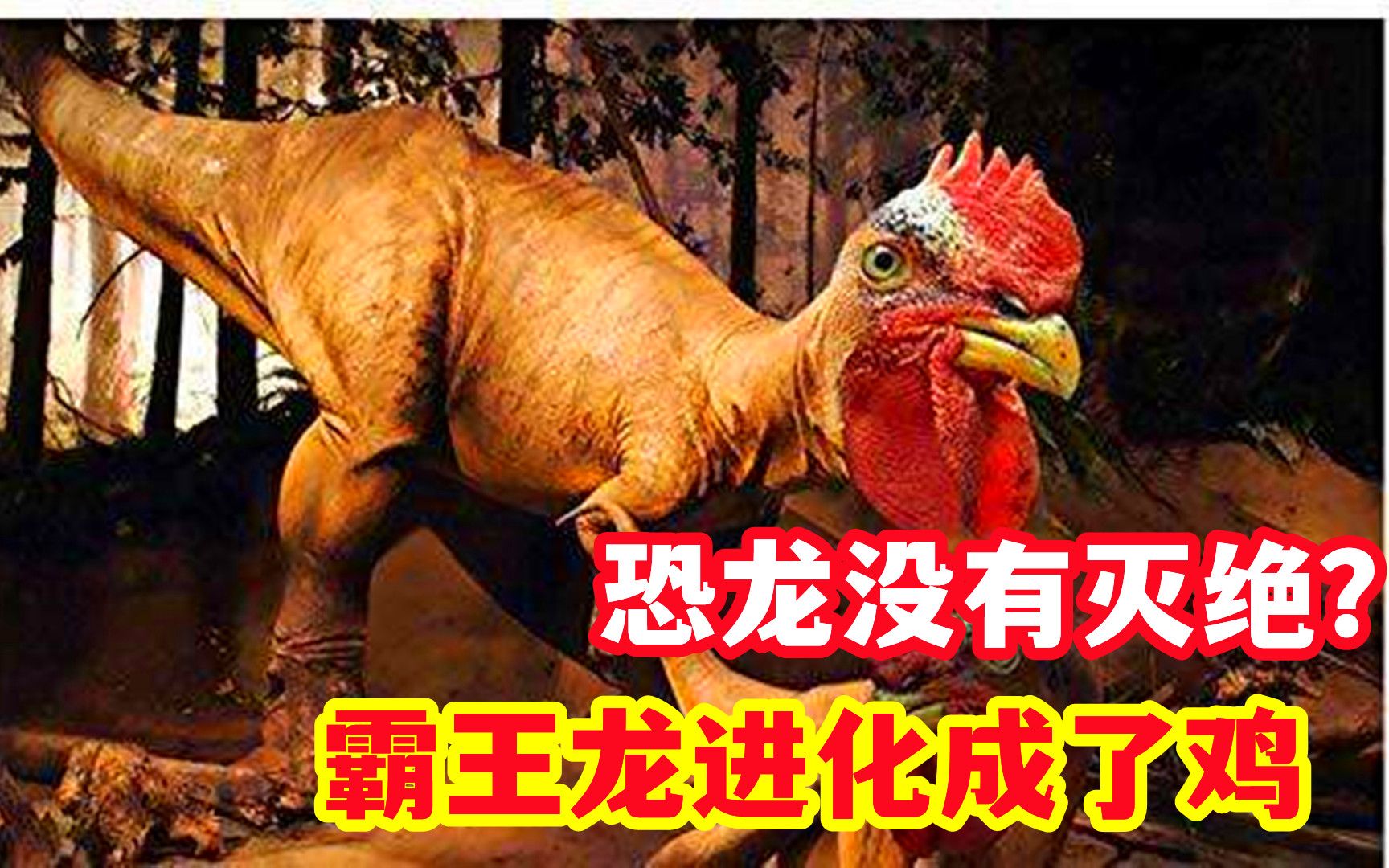 恐龙进化成鸡图片