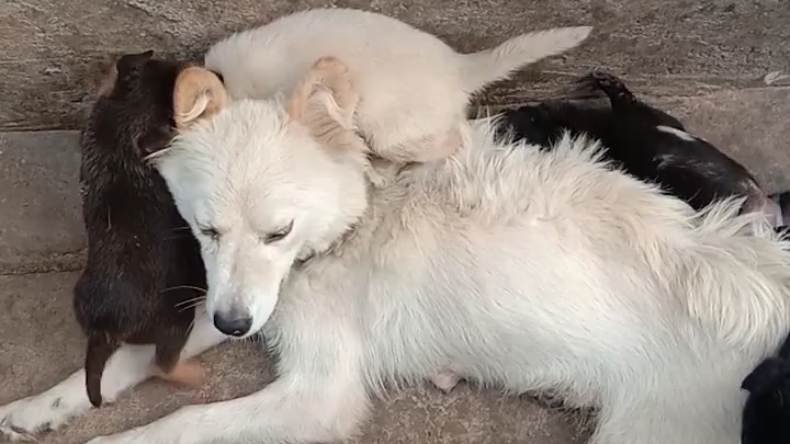 一群傻狗_哔哩哔哩 (゜-゜)つロ 干杯~-bilibili