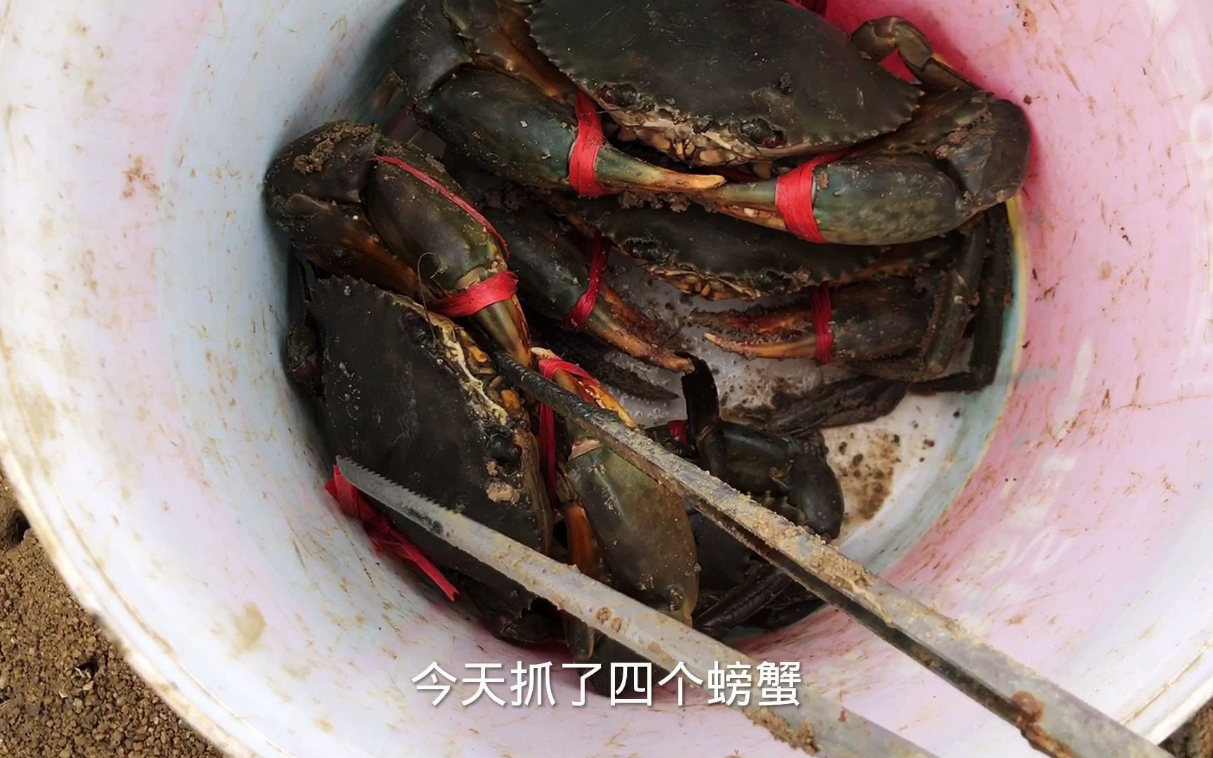 大海退潮了,发现几百斤石头下的大青蟹,费了一个小时终于抓到了