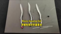 Reins Swamp Eel,带鳗鱼尾巴的面条虫哔哩哔哩bilibili