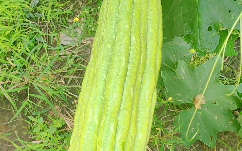 很粗大也很老的丝瓜,刷锅洗碗很好用_哔哩哔哩 (゜-゜)つロ 干杯