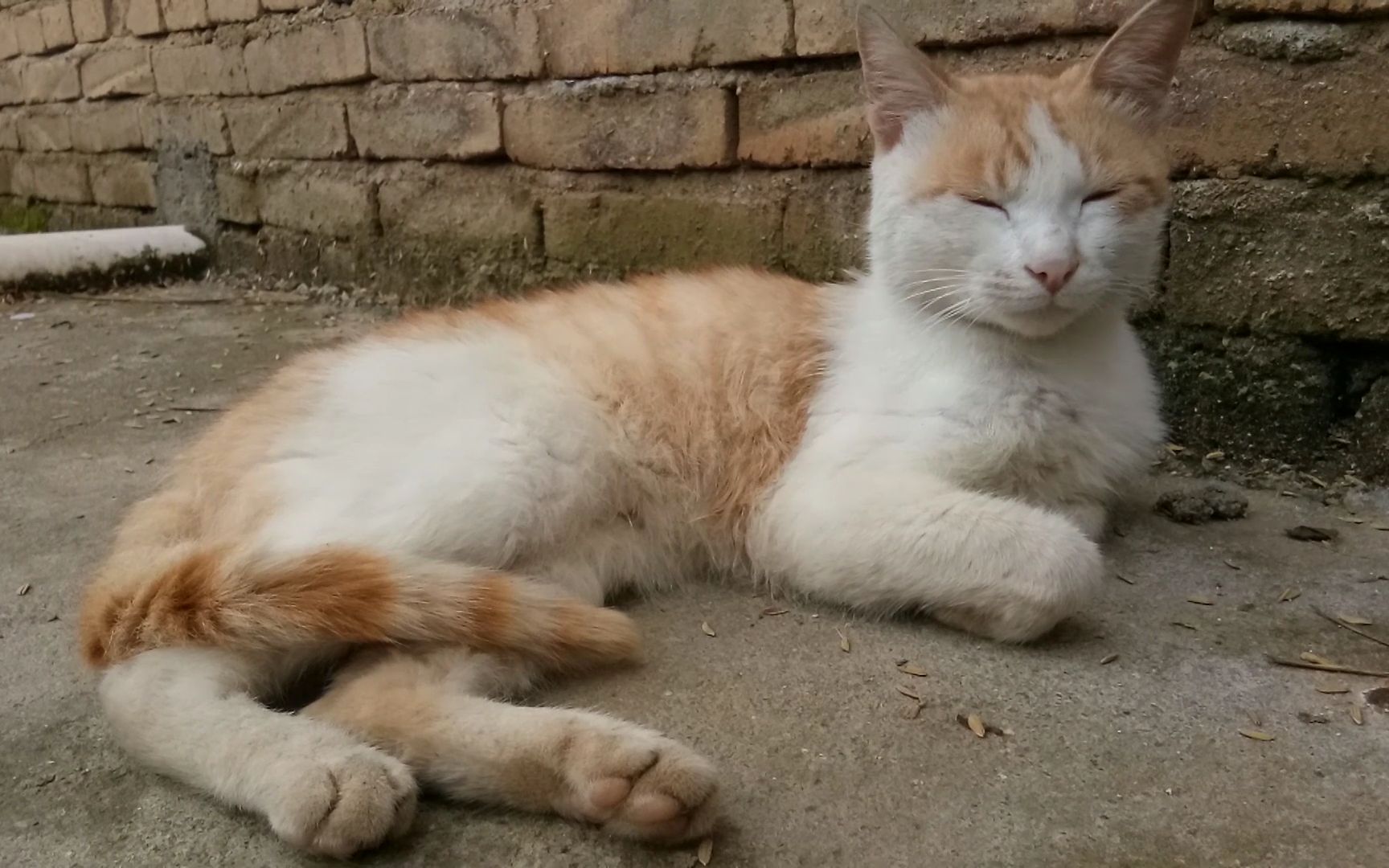 一只毫无追求的农村橘猫,整天无精打采,昏昏欲睡