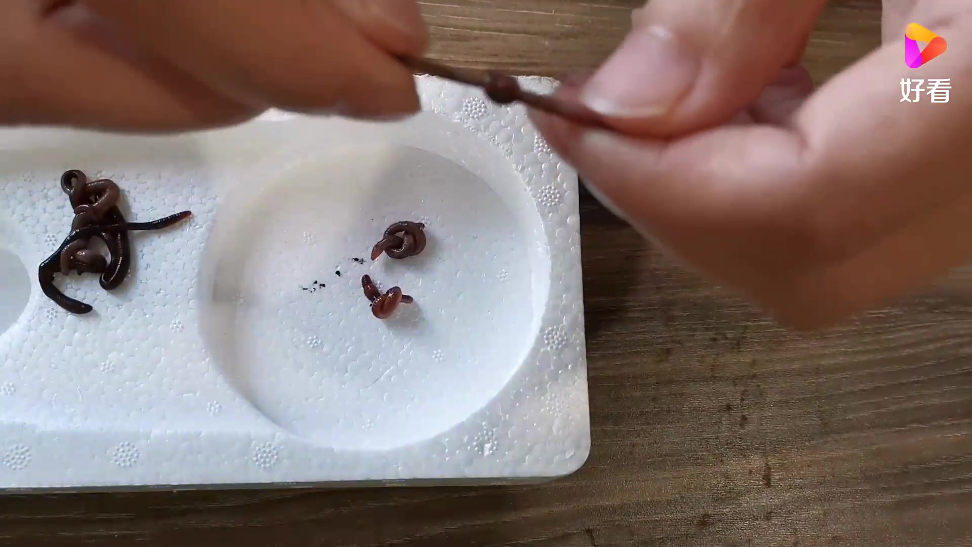 给蚯蚓打结它能自己解开吗