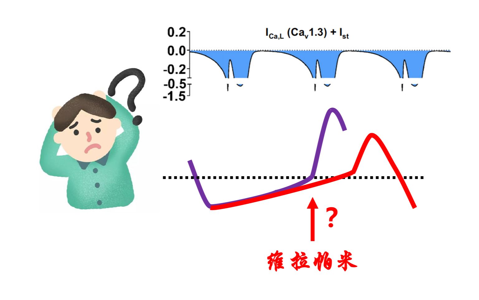 窦房结4期自动去极化有哪些离子流?维拉帕米降低心率的机制是什么?哔哩哔哩bilibili