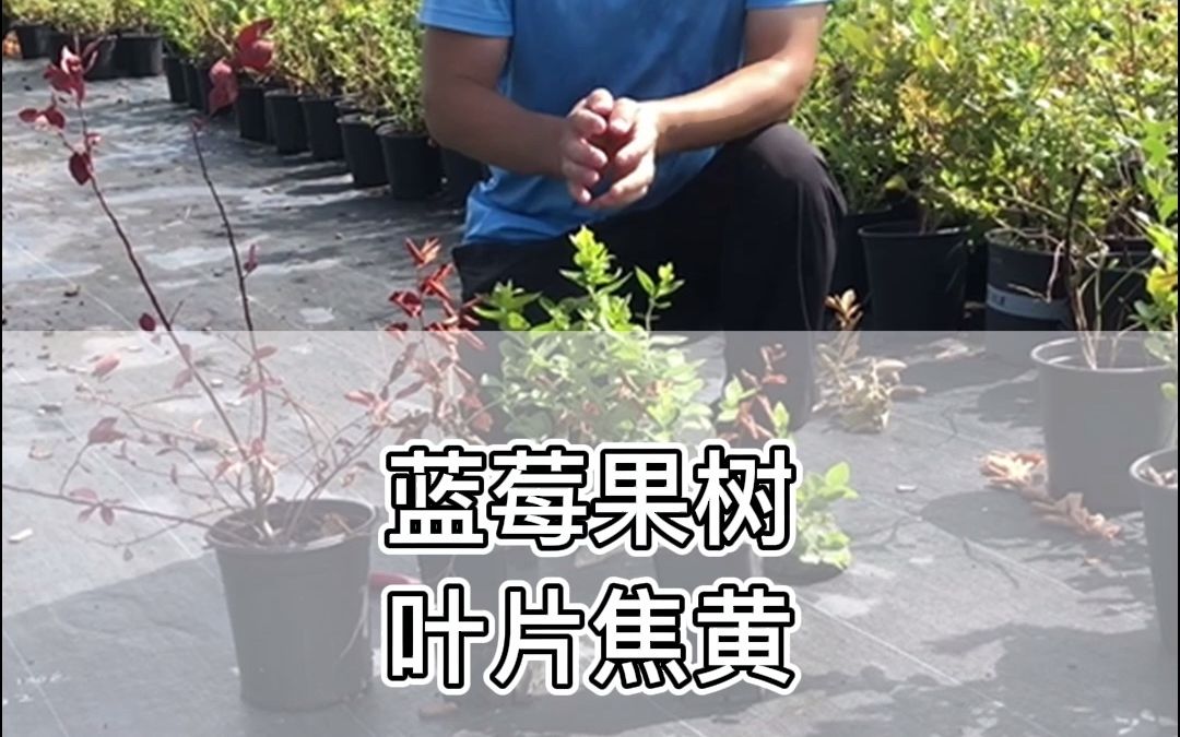 蓝莓叶片焦黄怎么办?哔哩哔哩bilibili