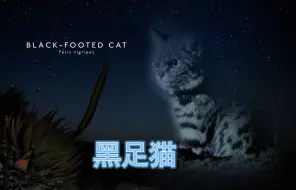 Tải video: 这样的猫猫你爱了吗？