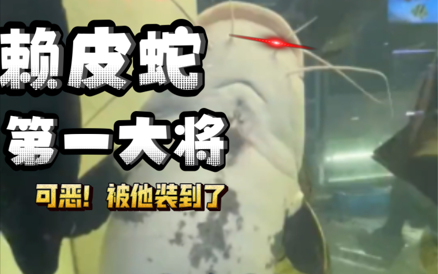 赖皮蛇手下第一猛将肥鲶鱼