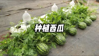 教你们用编织袋在家种植西瓜，方法简单易学，想吃多少种多少