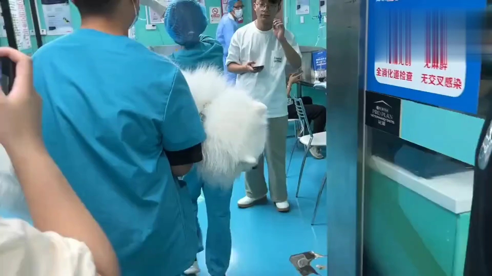 兽医日常！动物界的医患关系也非常紧张…