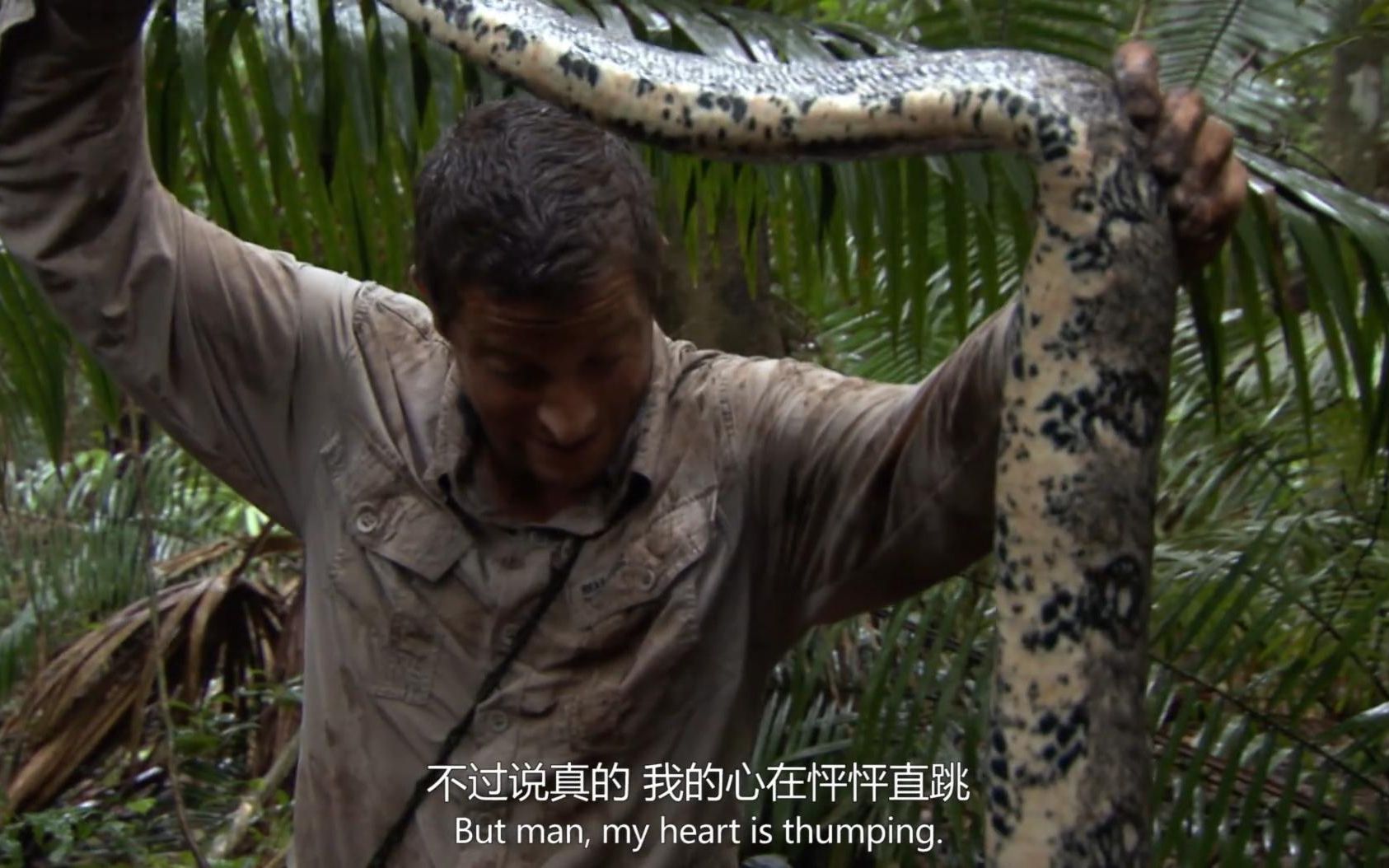 荒野贝爷热带雨林中遭遇蟒蛇一棍子敲死放在脖子上扛走