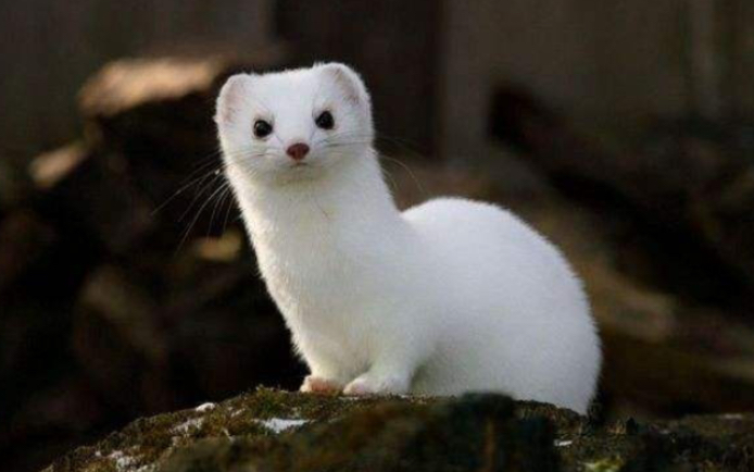 【德拉科马尔福】请问你是否见过一只白鼬