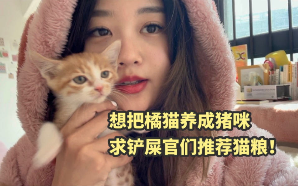 猫有了,钱没了,没想到捡回来的流浪猫这么能吃!哔哩哔哩bilibili